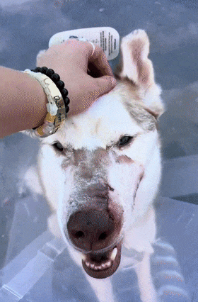 旅行路上捡到生病二哈看毛孩子治好病的样子真的赚翻了！