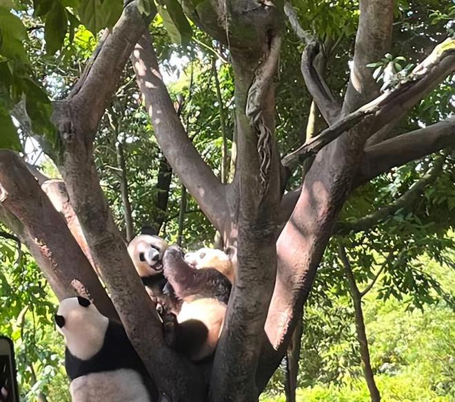 成都旅游五天四晚高品质游玩路线日游超全旅游攻略(图3)